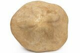 Miocene Fossil Echinoid (Clypeaster) - Taza, Morocco #215587-1